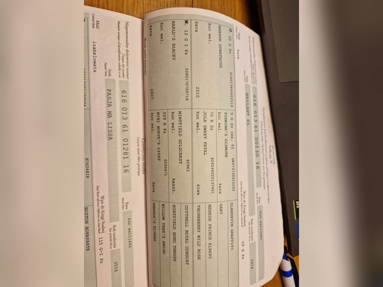 Welsh-A Hongre 5 Ans 127 cm Alezan brûlé in Olsztyn