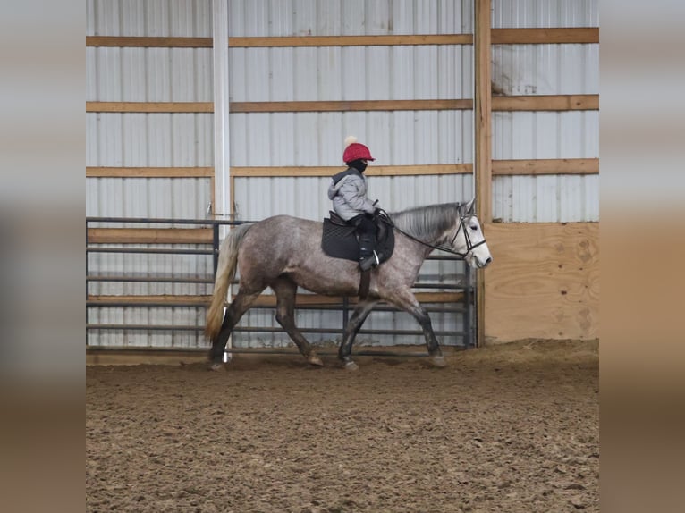 Welsh-A Croisé Hongre 5 Ans 142 cm Gris in Howell