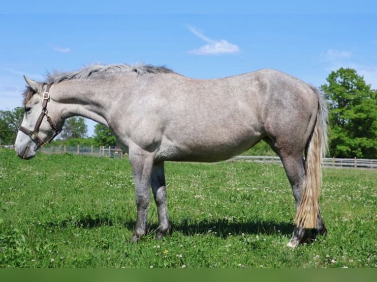 Welsh-A Croisé Hongre 5 Ans 142 cm Gris in Howell