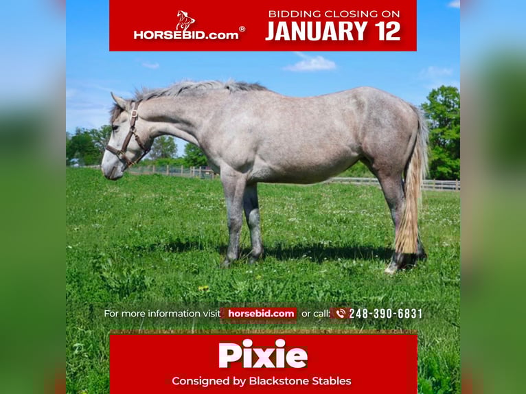 Welsh-A Croisé Hongre 5 Ans 142 cm Gris in Howell