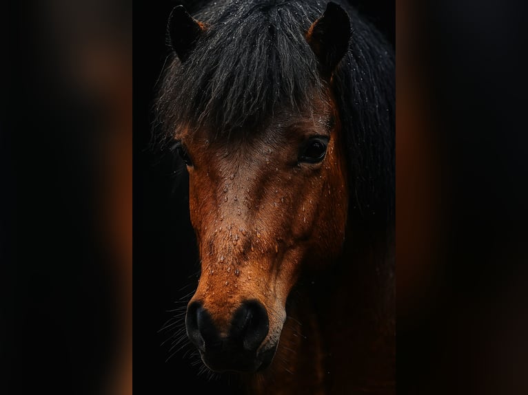 Welsh-A Croisé Hongre 6 Ans 112 cm Bai in Welling