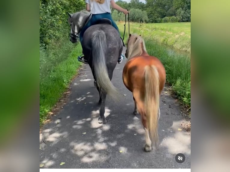 Welsh-A Hongre 6 Ans 113 cm Alezan in Tuitjenhorn