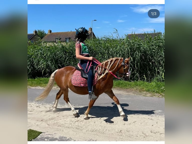 Welsh-A Hongre 6 Ans 113 cm Alezan in Tuitjenhorn