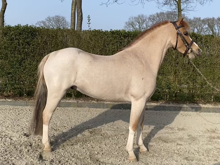 Welsh-A Hongre 6 Ans 117 cm Rouan Rouge in Beerze