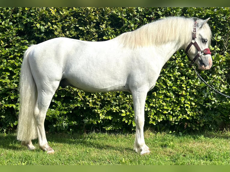 Welsh-A Hongre 6 Ans 119 cm Rouan bleu in Groningen