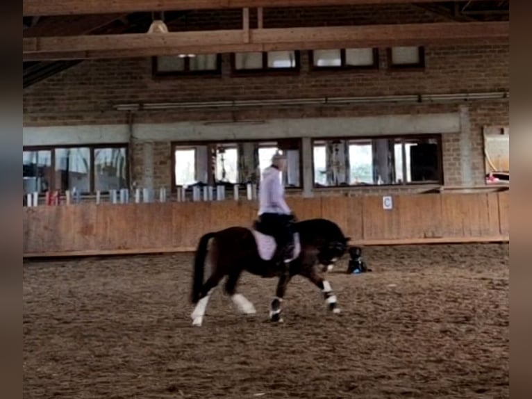 Welsh-A Hongre 6 Ans 120 cm Bai in Schwalmstadt