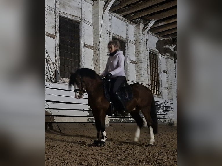 Welsh-A Hongre 6 Ans 120 cm Bai in Schwalmstadt