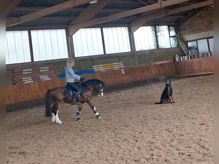 Welsh-A Hongre 6 Ans 120 cm Bai in Schwalmstadt