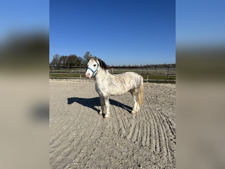 Welsh-A Hongre 6 Ans 120 cm Gris in M&#xF6;nchengladbach