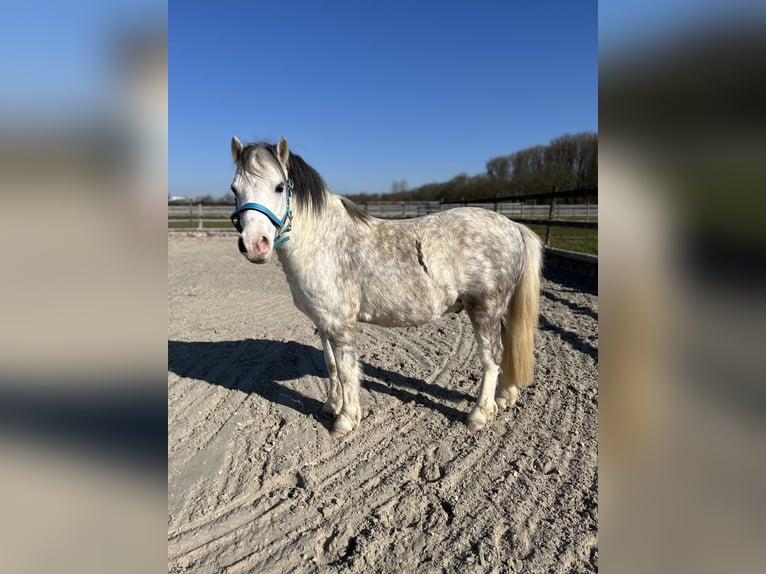 Welsh-A Hongre 6 Ans 120 cm Gris in M&#xF6;nchengladbach