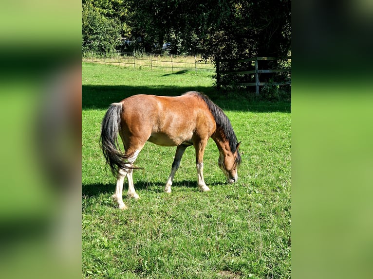 Welsh-A Hongre 6 Ans 122 cm Bai in Schwalmstadt