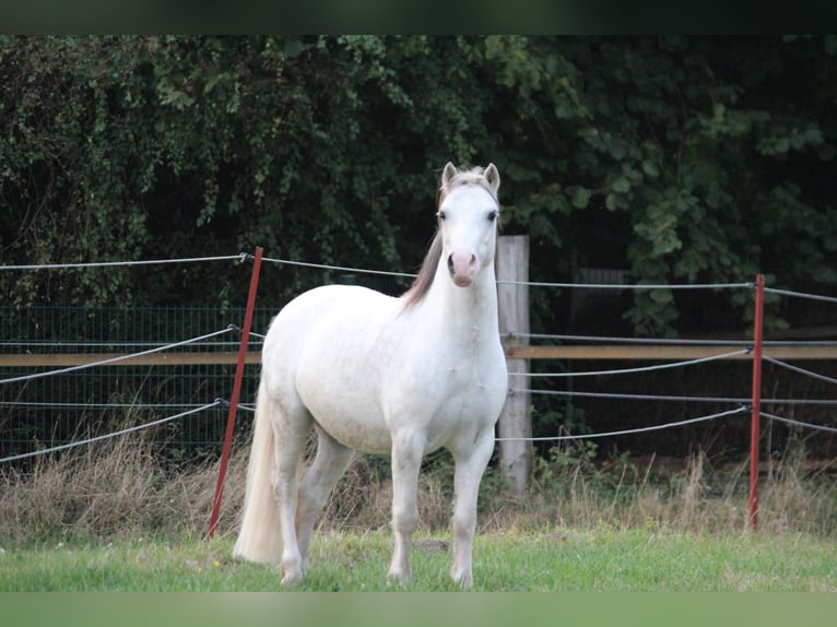 Welsh-A Hongre 6 Ans 122 cm Gris pommelé in Dortmund