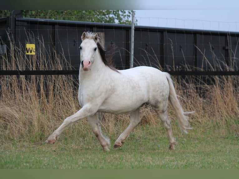 Welsh-A Hongre 6 Ans 122 cm Gris pommelé in Dortmund