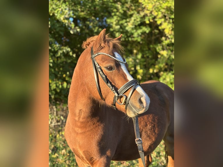 Welsh-A Hongre 6 Ans 123 cm Alezan in Dürnau