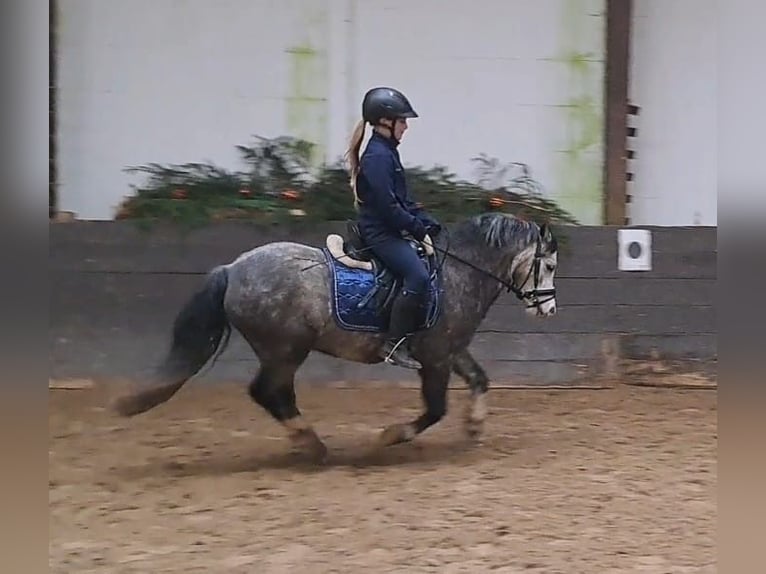 Welsh-A Hongre 6 Ans 123 cm Gris pommelé in Burgdorf