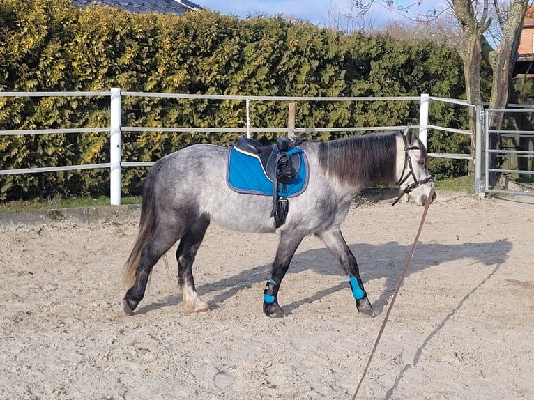 Welsh-A Croisé Hongre 6 Ans 125 cm Gris in Ahausen