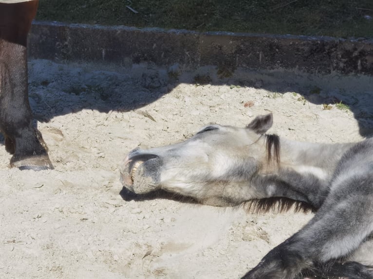 Welsh-A Croisé Hongre 6 Ans 125 cm Gris in Ahausen