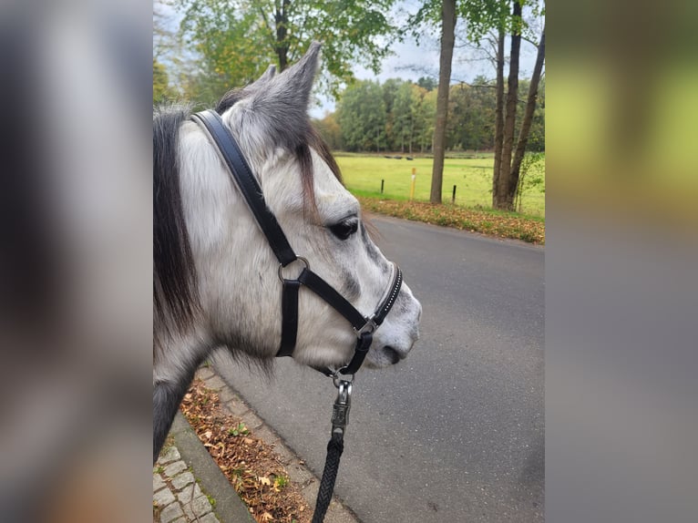 Welsh-A Croisé Hongre 6 Ans 125 cm Gris in Ahausen