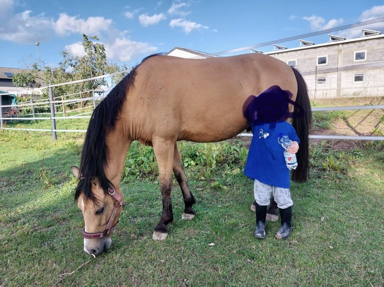 Welsh-A Hongre 6 Ans 128 cm Isabelle in Darmstadt