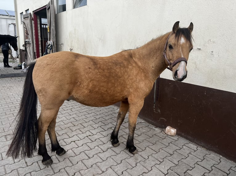 Welsh-A Hongre 6 Ans 128 cm Isabelle in Darmstadt Welsh-A Hongre 6 Ans 128 cm Isabelle in Darmstadt