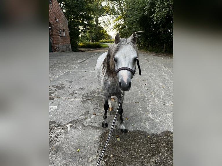 Welsh-A Hongre 6 Ans Blanc in WesterholtWesterholt