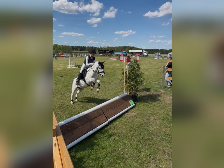 Welsh-A Hongre 7 Ans 112 cm Gris in Neustadt am R&#xFC;benberge