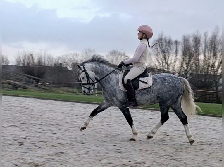 Welsh-A Hongre 7 Ans 119 cm Rouan bleu in Leeuwarden