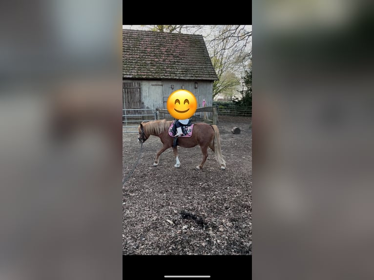 Welsh-A Croisé Hongre 7 Ans 120 cm Alezan in Borstel