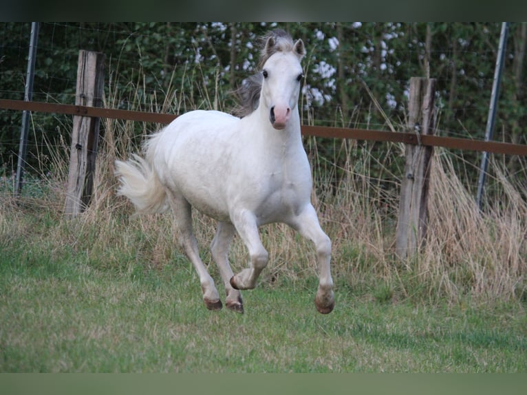 Welsh-A Hongre 7 Ans 122 cm Gris pommelé in Dortmund