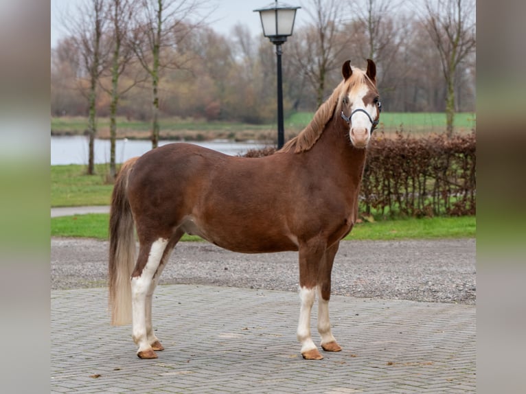 Welsh-A Hongre 7 Ans 124 cm Alezan in Werkendam