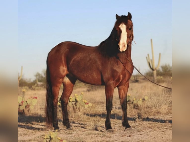 Welsh-A Hongre 7 Ans 124 cm Bai cerise in Stephenville