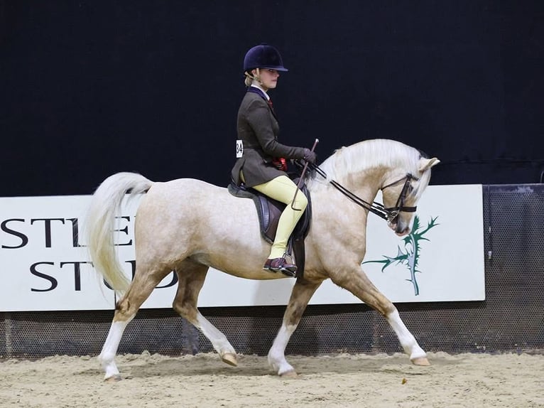 Welsh-A Hongre 7 Ans 130 cm Palomino in Zoelen