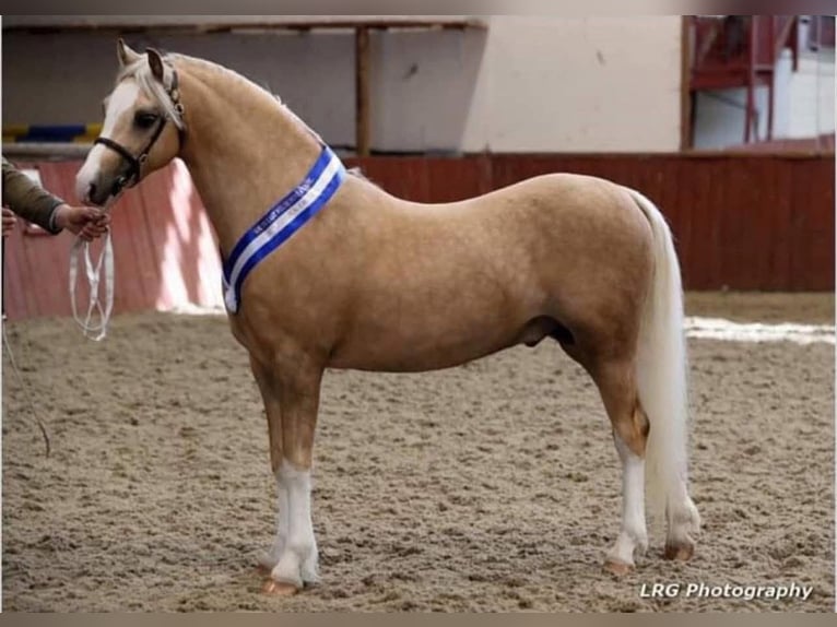 Welsh-A Hongre 7 Ans 130 cm Palomino in Zoelen
