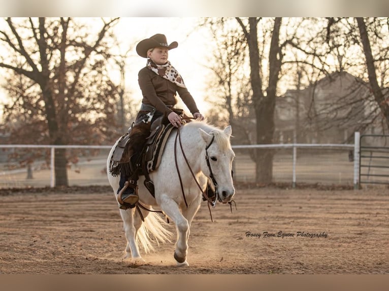 Welsh-A Hongre 7 Ans Gris in Muldrow