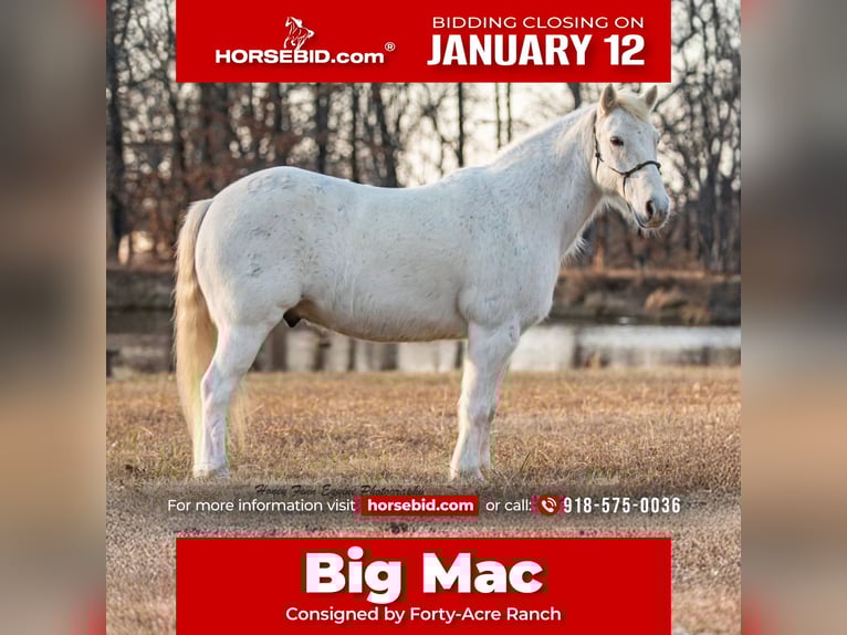 Welsh-A Hongre 7 Ans Gris in Muldrow