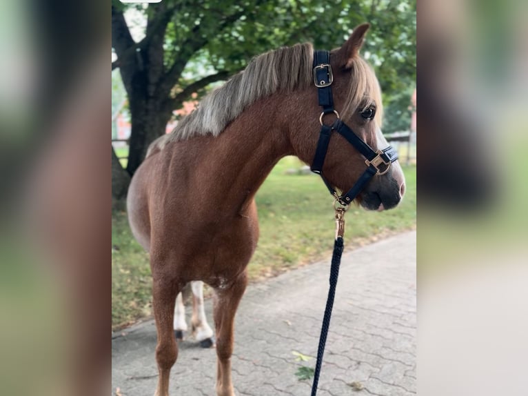 Welsh-A Hongre 8 Ans 115 cm Rouan Rouge in Lindhorst
