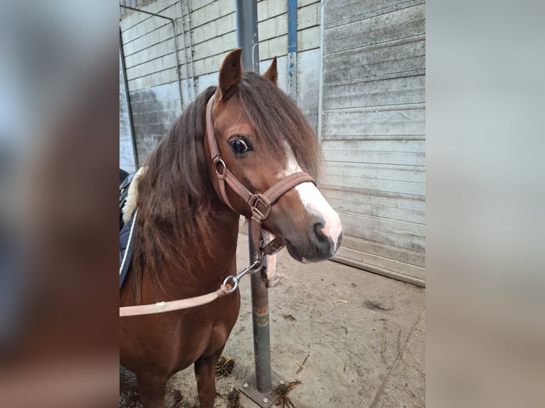 Welsh-A Hongre 8 Ans 117 cm Alezan in Dalen