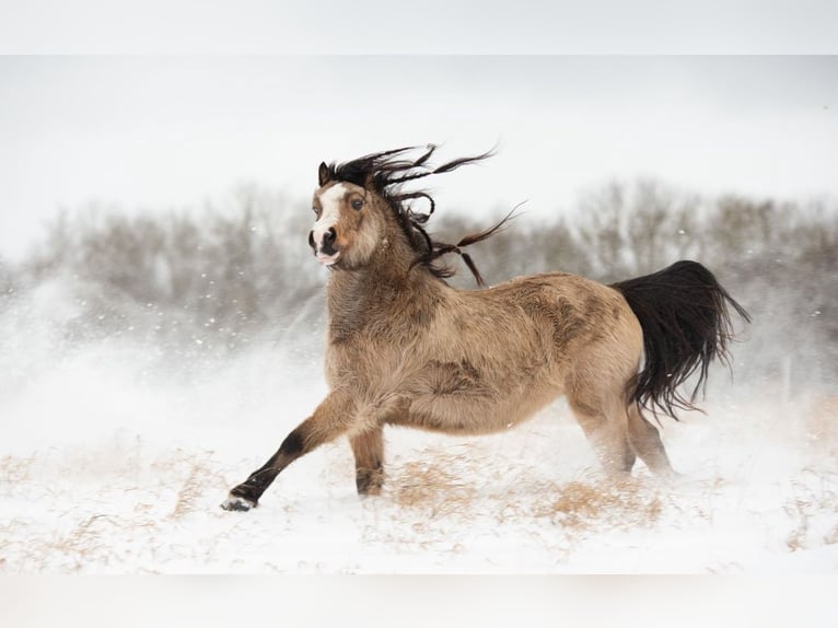 Welsh-A Hongre 8 Ans 118 cm Buckskin in Ferna