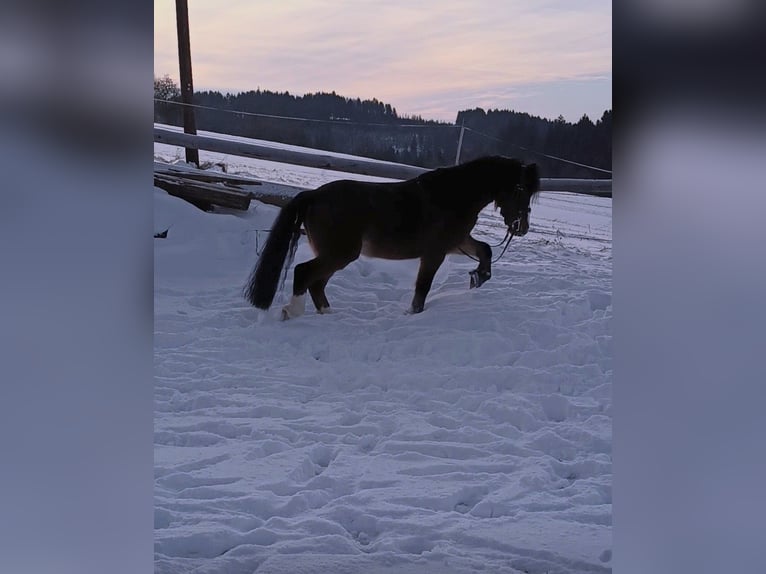 Welsh-A Hongre 8 Ans 120 cm Bai in Eidenberg