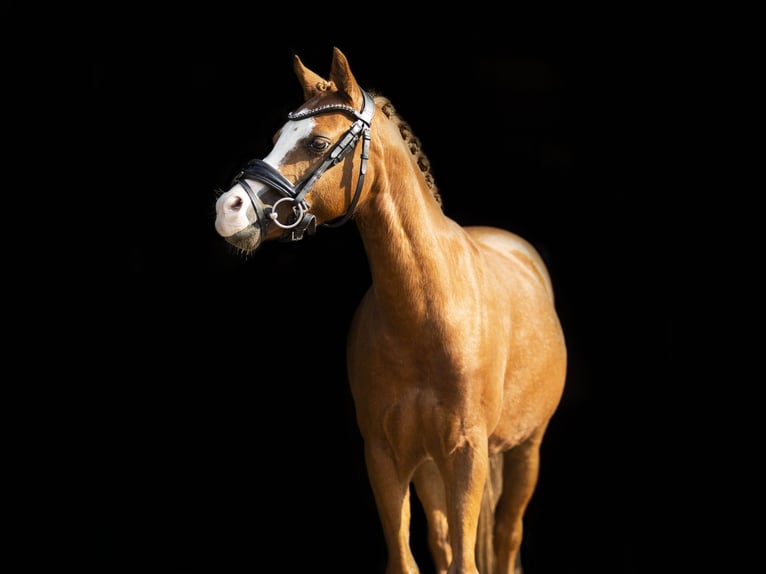 Welsh-A Hongre 8 Ans 121 cm Alezan in Groenekan