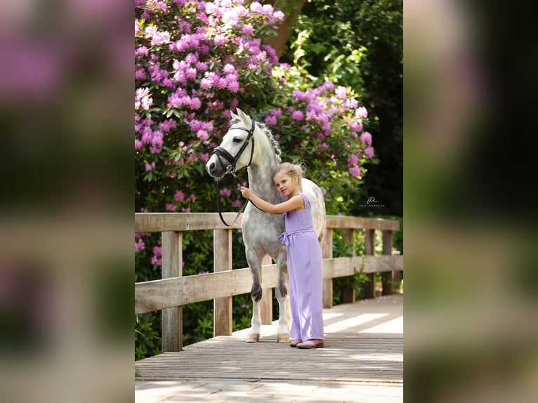 Welsh-A Hongre 8 Ans 123 cm Gris in Nieuwe Niedorp