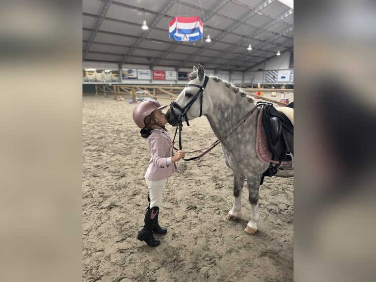 Welsh-A Hongre 8 Ans 123 cm Gris in Nieuwe Niedorp