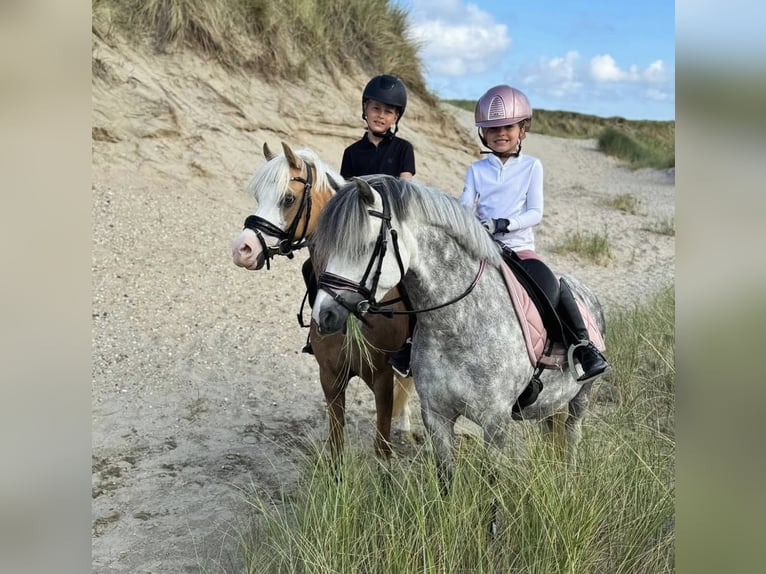 Welsh-A Hongre 8 Ans 123 cm Gris in Nieuwe Niedorp