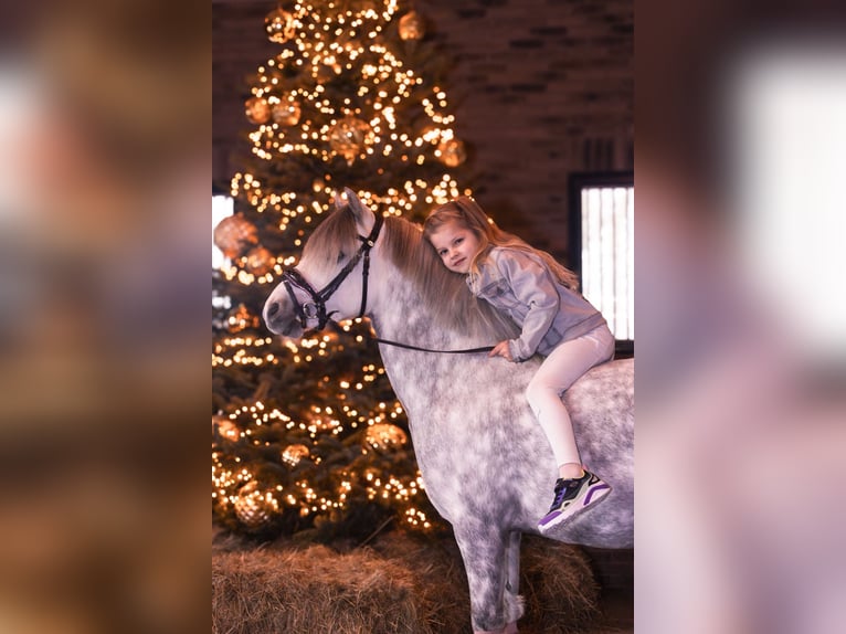 Welsh-A Hongre 8 Ans 123 cm Gris in Nieuwe Niedorp