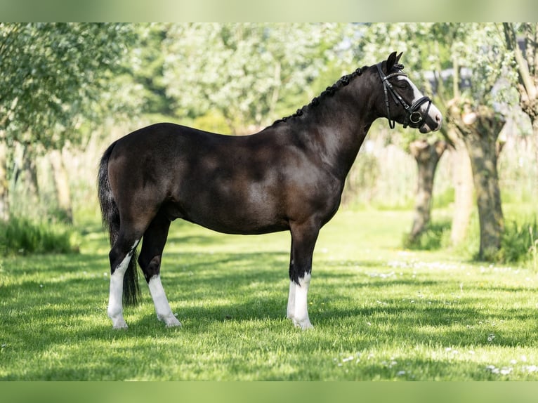 Welsh-A Hongre 8 Ans 123 cm Noir in Nieuwersluis
