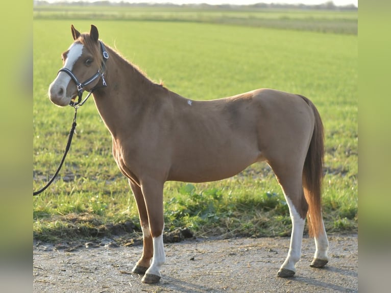 Welsh-A Hongre 9 Ans 115 cm Alezan cuivré in Geilenkirchen