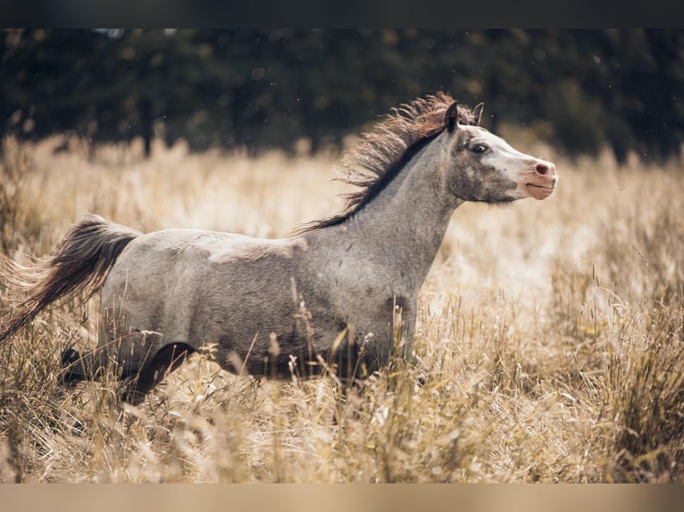 Welsh-A Hongre 9 Ans 118 cm Gris in Ochaby
