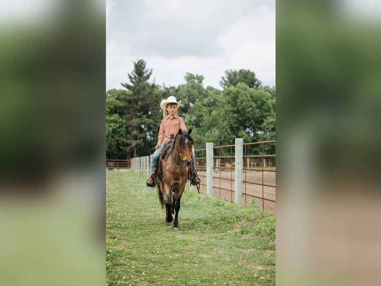 Welsh-A Hongre 9 Ans 122 cm Roan-Bay in North Judson