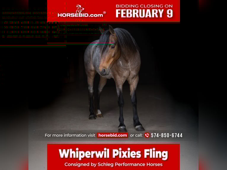 Welsh-A Hongre 9 Ans 122 cm Roan-Bay in North Judson