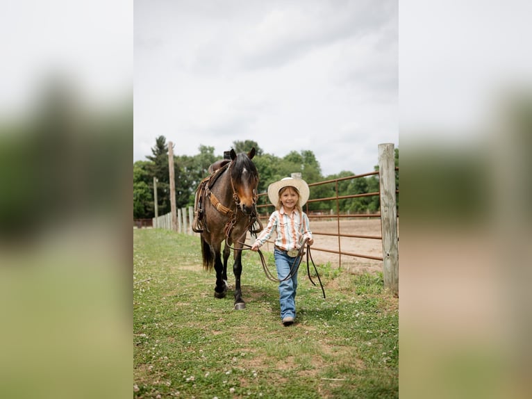 Welsh-A Hongre 9 Ans 122 cm Roan-Bay in North Judson